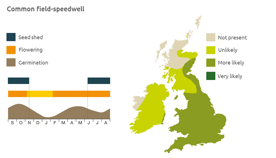 Common field-speedwell life cycle and UK distribution